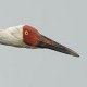 Стерх — Grus leucogeranus