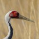 Журавль даурский — Grus vipio