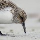 Песчанка — Calidris alba