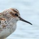 Грязовик - Limicola falcinellus sibirica