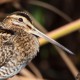 Бекас — Gallinago gallinago gallinago
