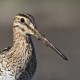 Японский бекас — Gallinago hardwickii