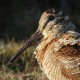 Вальдшнеп — Scolopax rusticola