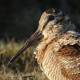 Вальдшнеп — Scolopax rusticola