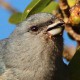 Ямайская эуфония (Euphonia Jamaica)