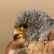 Степная пустельга — Falco naumanni