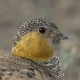 Тибетская саджа — Syrrhaptes tibetanus
