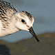 Песчанка (Calidris alba)