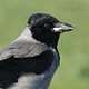 Серая ворона (Corvus cornix)