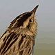 Вертлявая камышевка (Acrocephalus paludicola)