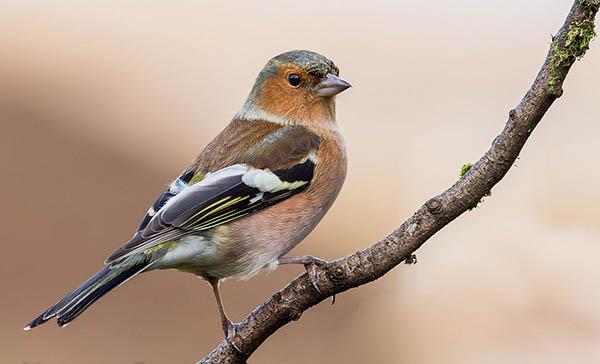 Зяблик (Fringilla coelebs) — Птицы Европейской части России