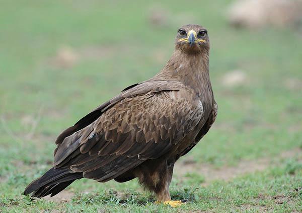 Степной орёл фото (Aquila nipalensis)