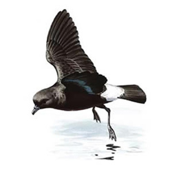 ������������ ������� / Hydrobates pelagicus / Storm petrel