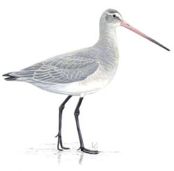 ������� ���������� / Limosa limosa / Black-tailed godwit
