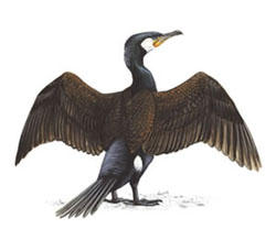 Большой баклан / Phalacrocorax carbo / Cormorant