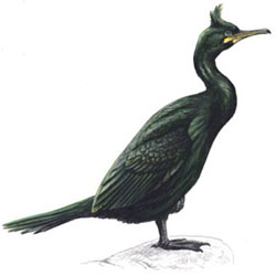 �����������, ��� �������� ������ / Phalacrocorax aristotelis / Shag