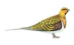 ���������� ����� / Pterocles alchata / Pin-tailed sandgrouse