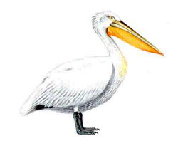 �������� �������  / Pelecanus crispus / Dalmatian pelican