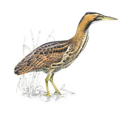 Большая выпь / Botaurus stellaris / Bittern