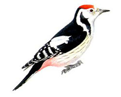������� ����� ����� / Dendrocopos [Picoides] medius / Middle spotted woodpecker