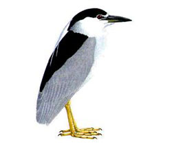 ������������ ������ / Nycticorax nycticorax / Night heron
