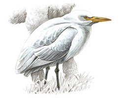 Египетская цапля / Bubulcus ibis / Cattle Egret