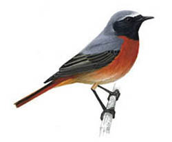 Обыкновенная горихвостка / Phoenicurus phoenicurus / Redstart
