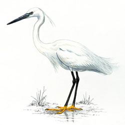 Малая белая цапля / Egretta garzetta / Little heron