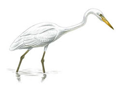 ������� ����� ����� / Casmerodius albus [Egretta alba] / Great white heron