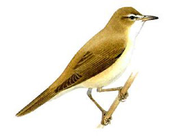 ������������ ��������� / Acrocephalus arundinaceus / Great reed warbler