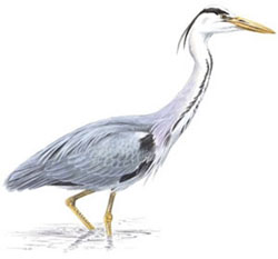 Серая цапля / Ardea cinerea / Grey heron