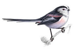 ������������� ������, ��� ��������� / Aegithalos caudatus / Long-tailed tit