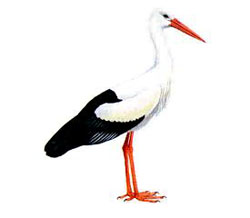 Белый аист / Ciconia ciconia / White stork