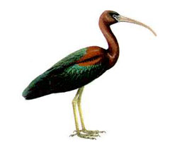 ��������� / Plegadis falcinellus / Glossy ibis