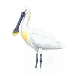 Обыкновенная колпица / Platalea leucorodia / Spoonbill