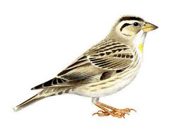 �������� ������� / Petronia petronia / Rock sparrow