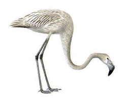 ������������, ��� �������, �������� / Phoenicopterus roseus / Greater flamingo