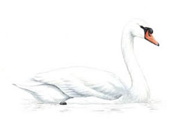 ������-����� / Cygnus olor / Mute swan