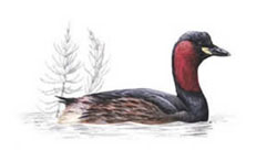 Малая поганка / Tachybaptus ruficollis / Little grebe