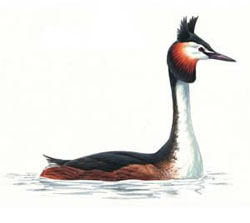 ������� �������, ��� ����� / Podiceps cristatus / Great crested grebe