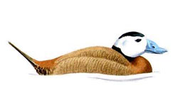 Белоголовая савка / Oxyura leucocephala / White-headed duck