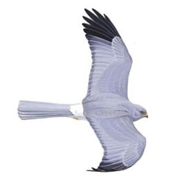 ������� ���� / Circus cyaneus / Hen harrier