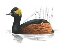 Чёрношейная поганка / Podiceps nigricollis / Black-necked grebe
