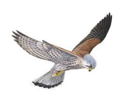 Обыкновенная пустельга / Falco tinnunculus / Kestrel