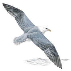 Северный глупыш / Fulmarus glacialis / Fulmar