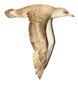 Атлантический пёстрый буревестник / Calonectris diomedea / Cory's shearwater