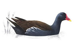 Камышница / Gallinula chloropus / Moorhen