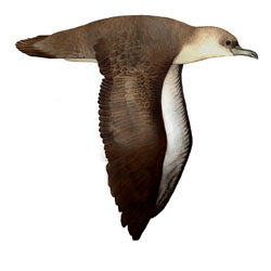 Малый буревестник / Puffinus yelkouan / Yelkouan shearwater