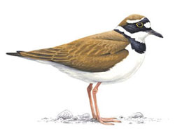 Малый зуек / Charadrius dubius / Little ringed plover