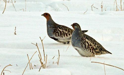 Серая куропатка / Perdix perdix / Grey partridge / Птицы Европы